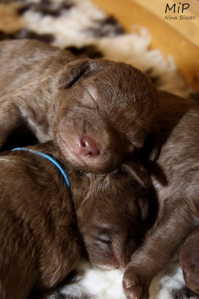 2011-05-07 Puppies Candy & Svet (51).jpg